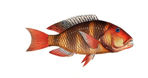 Fish, Fish, Sea bream family, Sparus Anchorago, The Anchor-Tooth, Historical, digitally restored