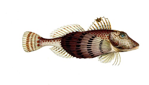 Fish, Fish, Fish species from the subfamily of the real gurnards, Trigla carolina, Historical,