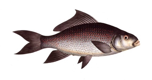 Fish, Fish, fLabeo fimbriatus, Cymbrinus fimbriatus, medium-sized carp species from Southeast Asia,
