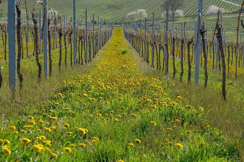 Vineyard in spring with flowering dandelions between the rows in green surroundings, Southern