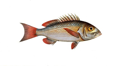 Fish, Fish, Fish genus from the snapper family Lutjanus Fish genus from the snapper family