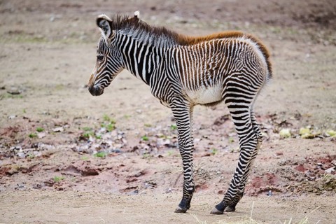 Grévy's zebra (Equus grevyi), youngster, Germany, Europe
