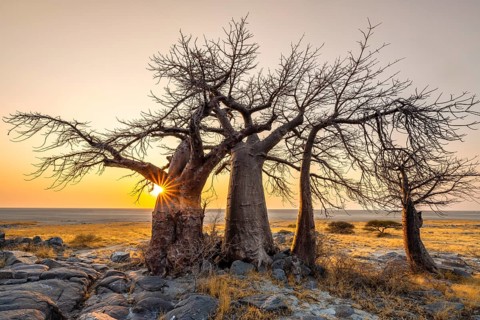 African baobab (Adansonia digitata), several trees at sunrise, sun star, Kubu Island (Lekubu), Sowa