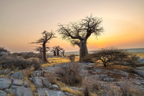 African baobab or baobab tree (Adansonia digitata), several trees at sunrise, Kubu Island (Lekubu),