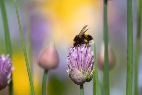 Buff tailed bumblebee (Bombus terrestris) adult bee feeding on a Chives herb flower in an urban