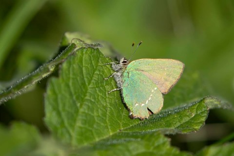 Green hairstreak butterfly (Callophrys rubi) adult insect resting on a plant leaf in spring,