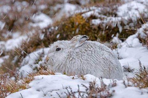 Mountain hare, alpine hare, snow hare (Lepus timidus) in white winter pelage resting in the hills