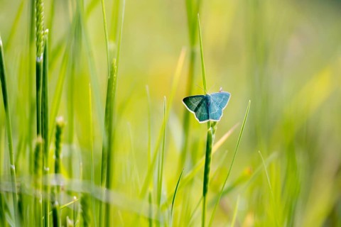 Blue butterfly (Polyommatus icarus) in meadow, macro photograph, Tyrol, Austria, Europe