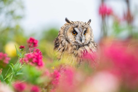 Long-eared owl (Asio otus), or lesser horned owl, sitting in middle of blossoming flowers, captive,