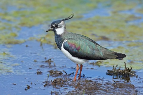 Lapwing (Vanellus vanellus), in splendid plumage, foraging on a moor, wildlife, Lembruch, Ochsen