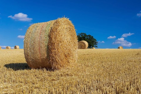 Straw bales on a harvested grain field, stubble field, Nossen, Saxony, Germany, Europe