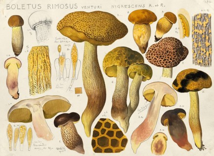 Mushroom, fungi, Boletus rimosus, birch mushroom, authentic reproduction of an illustration by Hans