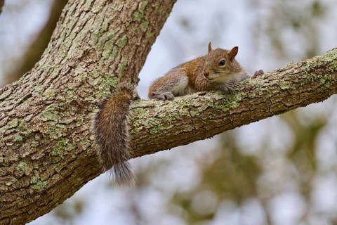 American grey squirrel (Sciurus carolinensis), lying relaxed on a tree branch, Pembroke Pines,