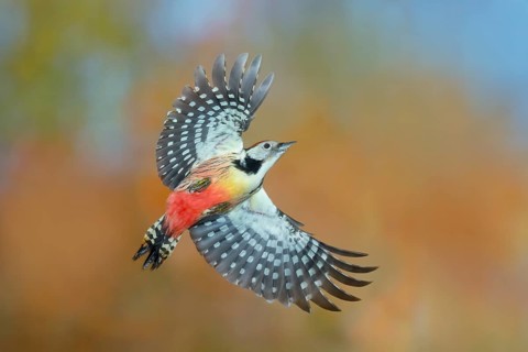 Middle spotted woodpecker (Dendrocopos medius), in flight, wildlife, woodpeckers, nature