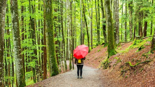 Woman 50-55, hiking trail in the mountain forest, near Oberstdorf, Allgäu, Bavaria, Germany, Europe