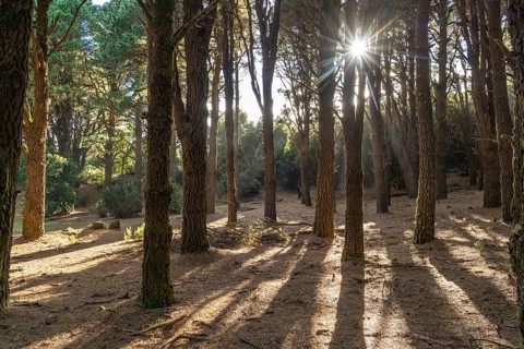 Pine forest near La Llanía on El Hierro, Canary Islands, Spain, Europe
