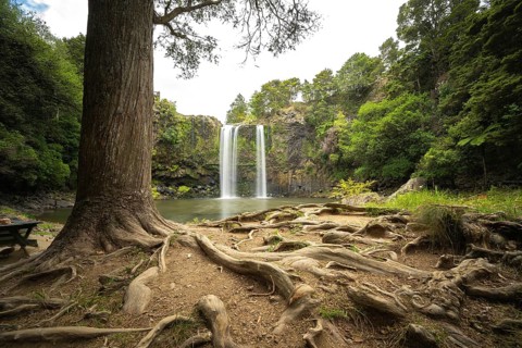 Waterfall of Whangarei Falls flowing into a calm river, surrounded by lush greenery and rocks and a