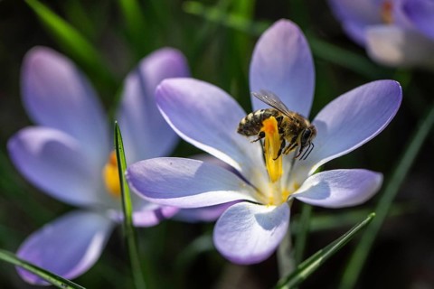 Elfin crocus (Crocus tommasinianus) with honey bee (Apis mellifera), Emsland, Lower Saxony,