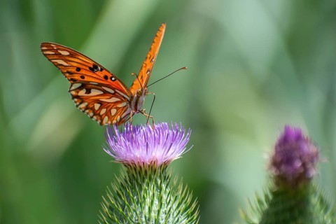 Butterfly of the species Gulf fritillary (or Dione vanillae) on a thistle, Buenos Aires, Argentina,
