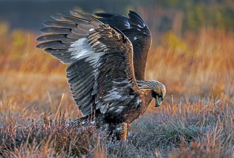 European golden eagle (Aquila chrysaetos chrysaetos) juvenile landing in moorland, heathland with