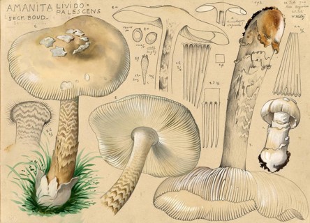 Mushroom, Mushrooms, Ochre-grey Giant Sheath Streakling or Ochre-grey Streakling, Amanita