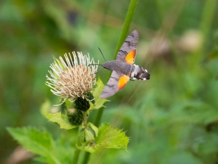 Hummingbird Hawk Moth (Macroglossum stellatarum), feeding on nectar from a Marsh thistle flower