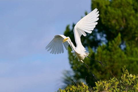 Great Egret (Egretta alba), flying over green trees against the blue sky, Black Point Wildlife