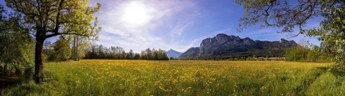 Spring flower meadow with Drachenwand, Mondseeland, Salzkammergut, Upper Austria, Austria, Europe