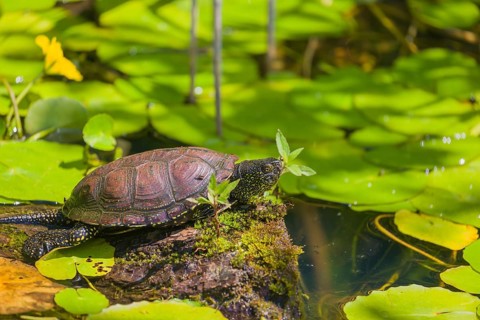 A European pond turtle (Emys orbicularis), makes its way through the leaves of Water Lilly covererd