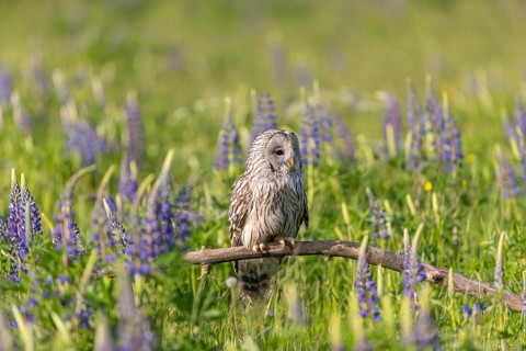 One Ural owl (Strix uralensis) sitting on a branch lying in a field of flowering lupines in late