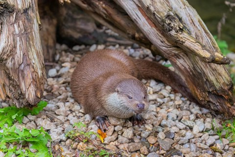 One Eurasian otter (Lutra lutra) resting on the pebbles of a river bank between a log and some