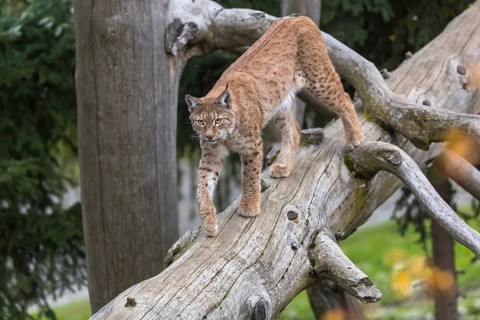 One Eurasian lynx, (Lynx lynx), walking down a fallen tree. Frontal view with green vegetation in
