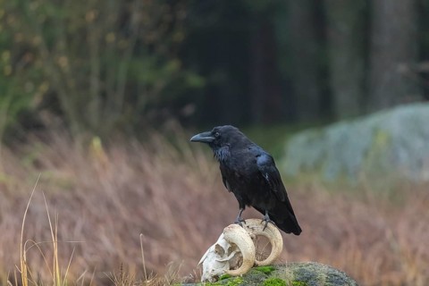 One common raven (Corvus corax) standing on a rock, searching for food on a ram skull. On a dry