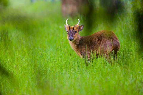 One male Reeves's muntjac (Muntiacus reevesi) stands on a green meadow