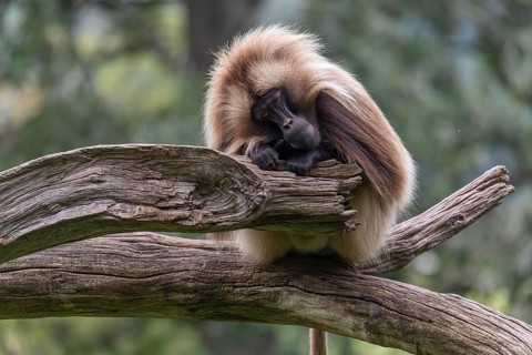 Portrait of an adult male Gelada (Theropithecus gelada), or bleeding-heart monkey, resting on a log
