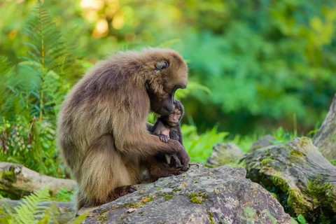 One female Gelada (Theropithecus gelada), or bleeding-heart monkey sits on a rock grooming her baby