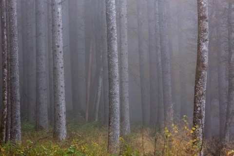 Birch trees in early morning mist. Autumn mood at lake Almsee, Grünau, Austria, Totes Gebirge,