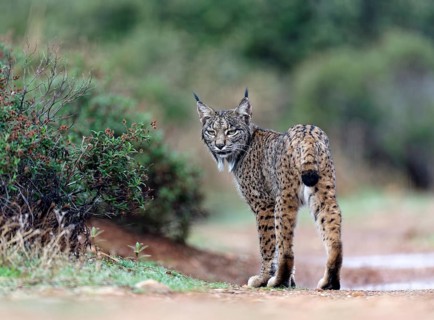 Lynx pardinus, Castilla-La Mancha, Spain, Europe