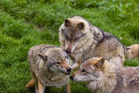 Three adult male eurasian gray wolves (Canis lupus lupus), social behaviour, dominance