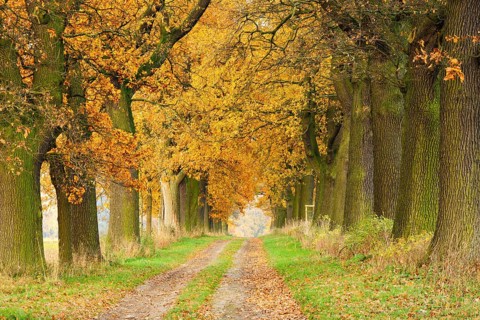 Field path through oak avenue in Reinhardswald in autumn, Hesse, Germany, Europe