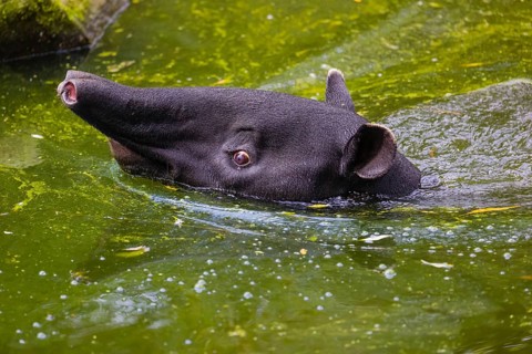 A Malayan tapir (Acrocodia indica) swims in a river and looks for food at the riparian vegetation