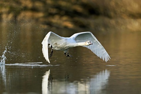 Mute swan (Cygnus olor), taking off from the water, Flachsee, nature reserve, Reusstal, Canton