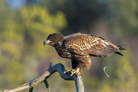 Pooping white-tailed eagle, Eurasian sea eagle, erne (Haliaeetus albicilla) juvenile perched in