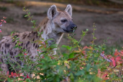 One young adult male spotted hyena (Crocuta crocuta), or laughing hyena standing behind some bushes