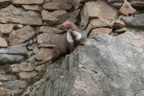One beech marten running between the stones of a ruin of an ancient castle looking for food