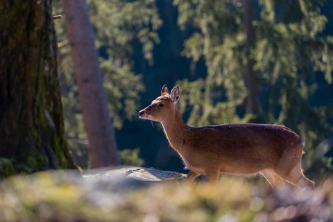 One female Manchurian sika deer or Dybowski's sika deer (Cervus nippon mantchuricus or Cervus