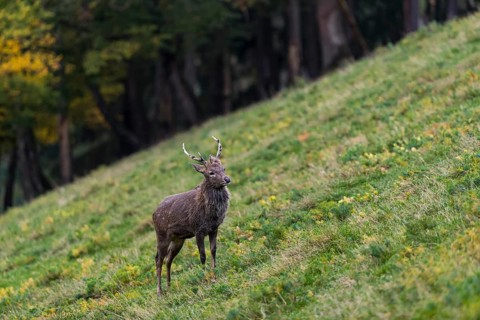 One male Manchurian sika deer or Dybowski's sika deer (Cervus nippon mantchuricus or Cervus nippon