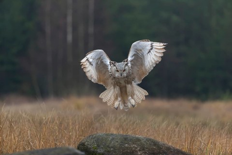 One Siberian Eagle Owl (Bubo bubo sibiricus) landing on a rock between tall reed grass lakeshore on