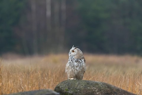 One Siberian Eagle Owl (Bubo bubo sibiricus) sitting on a rock between tall reed grass lakeshore on