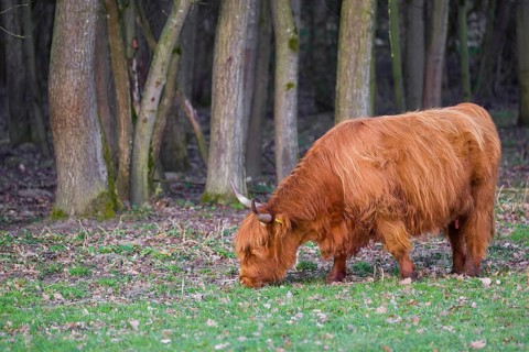 One Highland cow (Bos (primigenius) taurus) stands grazing on a meadow. A forest in the background